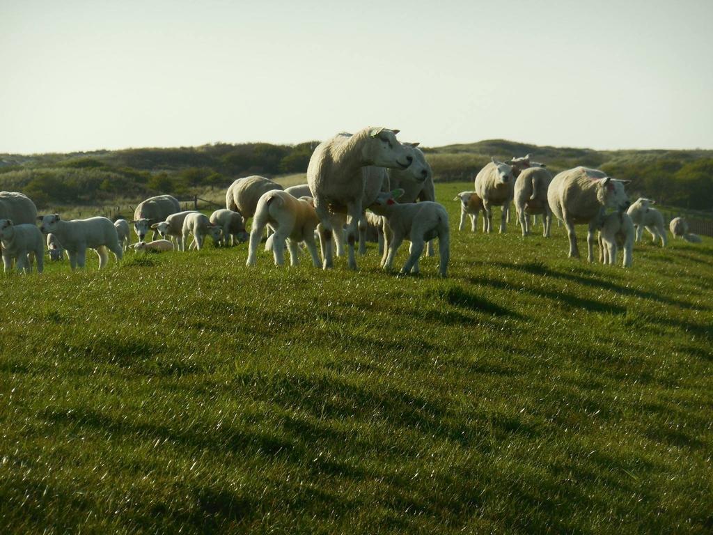 Paal 5 Hollum (Ameland) Exterior foto